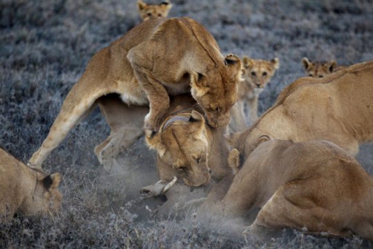 Lions - National Geographic photographer Michael "Nick" Nichols and videographer Nathan Williamson