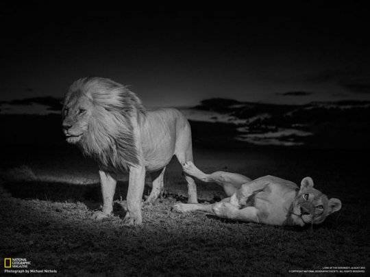 Lions - National Geographic photographer Michael "Nick" Nichols and videographer Nathan Williamson