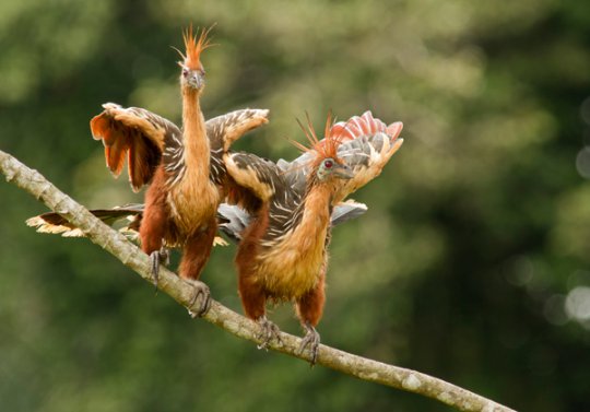 Hoatzin (Opisthocomus hoazin),  also known as the Hoactzin,  Stinkbird,  or Canje Pheasant