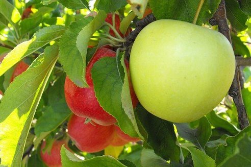 ვაშლი- ჯანმრთელობაა