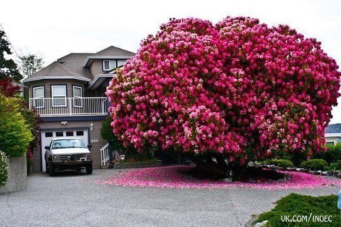 100 წლის ულამაზესი ყვავილოვანი  ხე "სინტია"