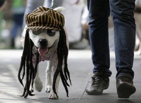 რასტა "RASTADOG"