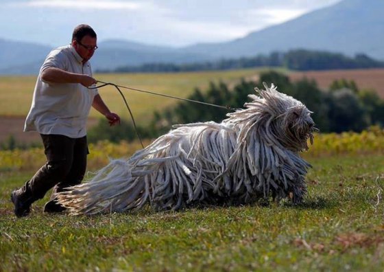 Komondor