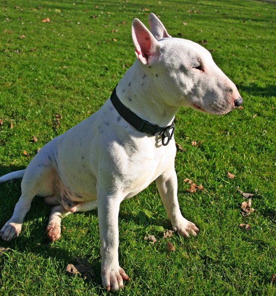 Bull Terrier