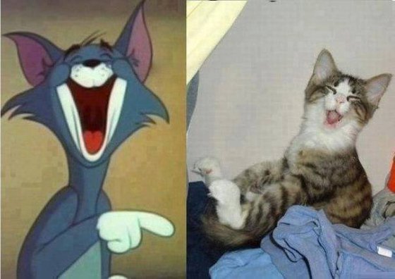 Tom Cat...