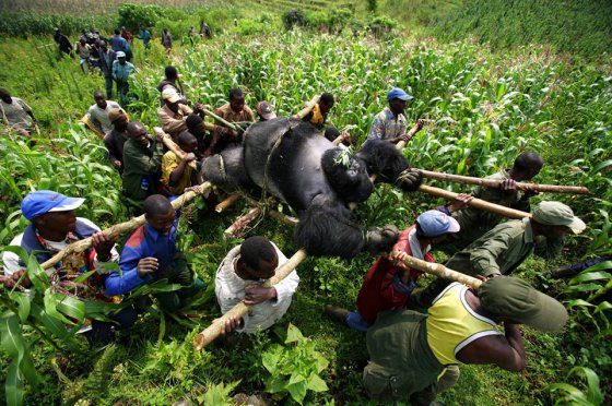 Brent Stirton-ის ფოტო გადაღებული კონგოს რესპუბლიკაში.