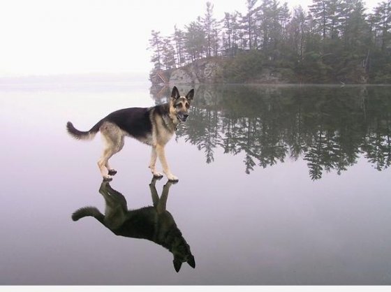 წყალზე მოგულავე ძაღლი
