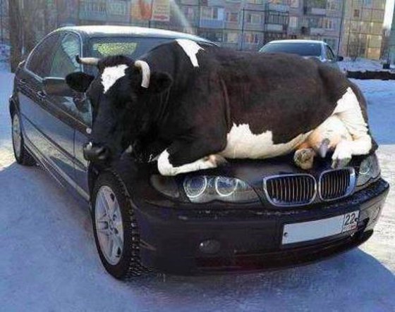 ძროხამ მანქანაზე მოიკალათა