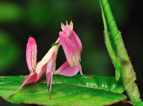 ორქიდეა Mantis Orchid