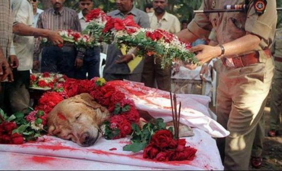 ძაღლმა სახელად ზანჯერმა ათასობით სიცოცხლე გადაარჩნა 1993 წელს ბომბეის აფეთქებებისას.