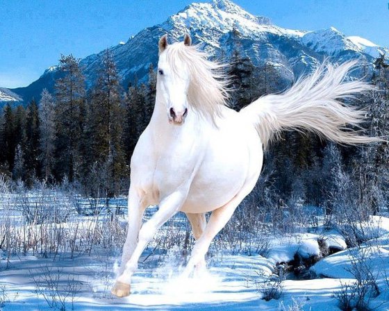 თეთრი ცხენი
