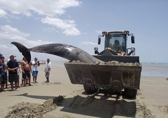 ბრაზილიის სანაპიროზე ნაპოვნი დელფინი.