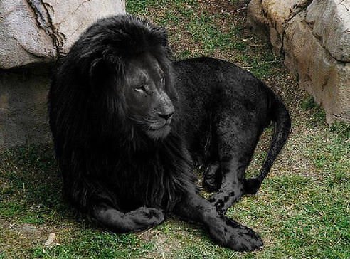შავი ლომი.