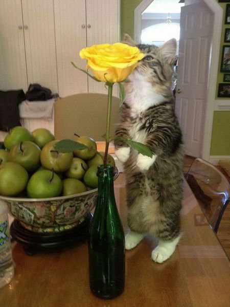 ყვავილის სურნელი კატასაც კი მოსწონს.