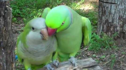 თუთიყუშები ერთმანეთს ელაპარაკებიან..