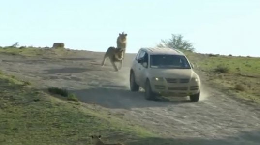 ლომები მანქანას თავს დაესხნენ