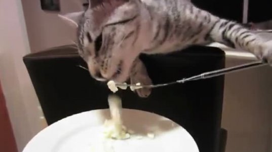 კატა საჭმელს ჩანგლით ჭამს