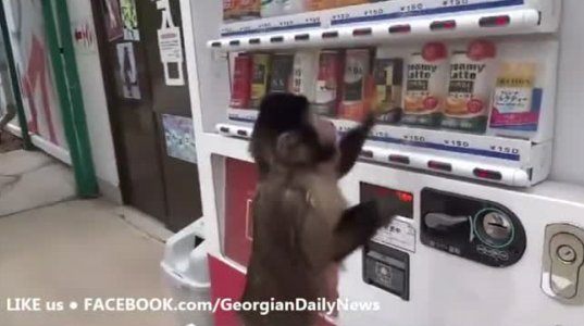 მაიმუნი აპარატიდან წვენს ყიდულობს
