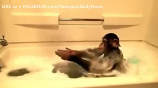 მაიმუნი აბაზანაში
