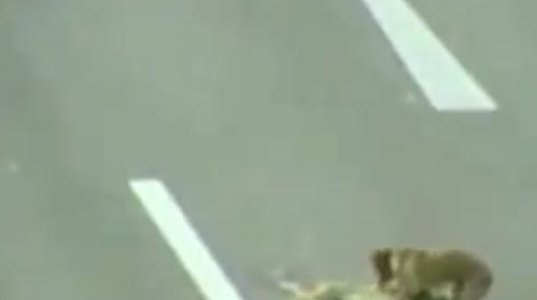 გულისამაჩუყებელი ვიდეო- ძაღლმა ძაღლი გადაარჩინა