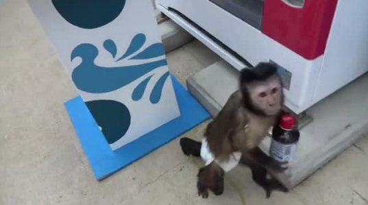 მაიმუნი წვენს ყიდულობს